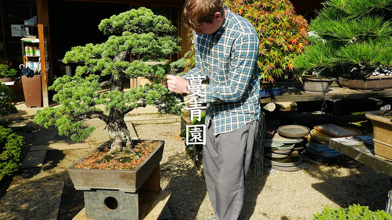 Basic Bonsai care at Mansei-En - 蔓青園 - 4K Ultra HD - Improved Audio