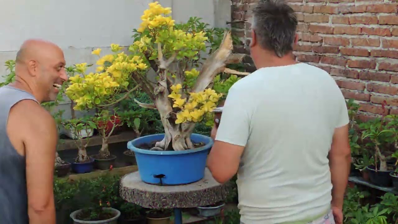 Evónimo dorado BONSAI