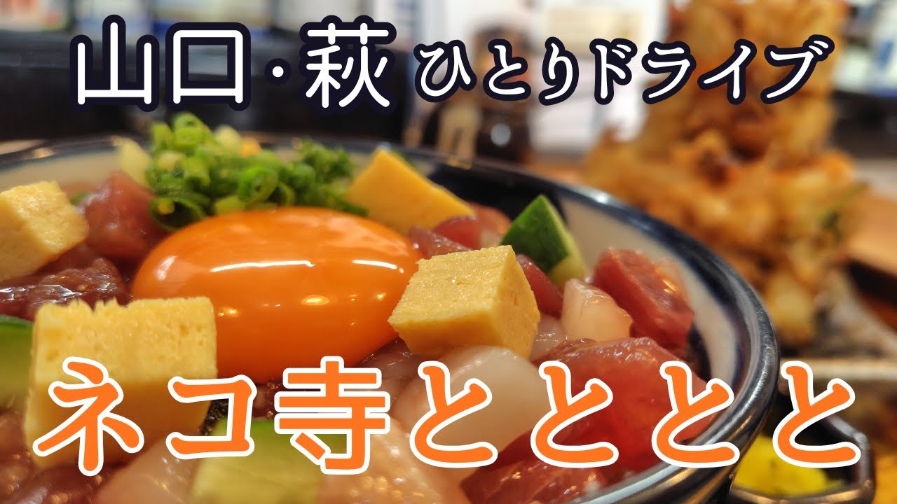 [ 萩ひとり旅】地と火の力をパワーチャージ🔥ネコ寺＆海鮮丼「みなと食堂ととと」