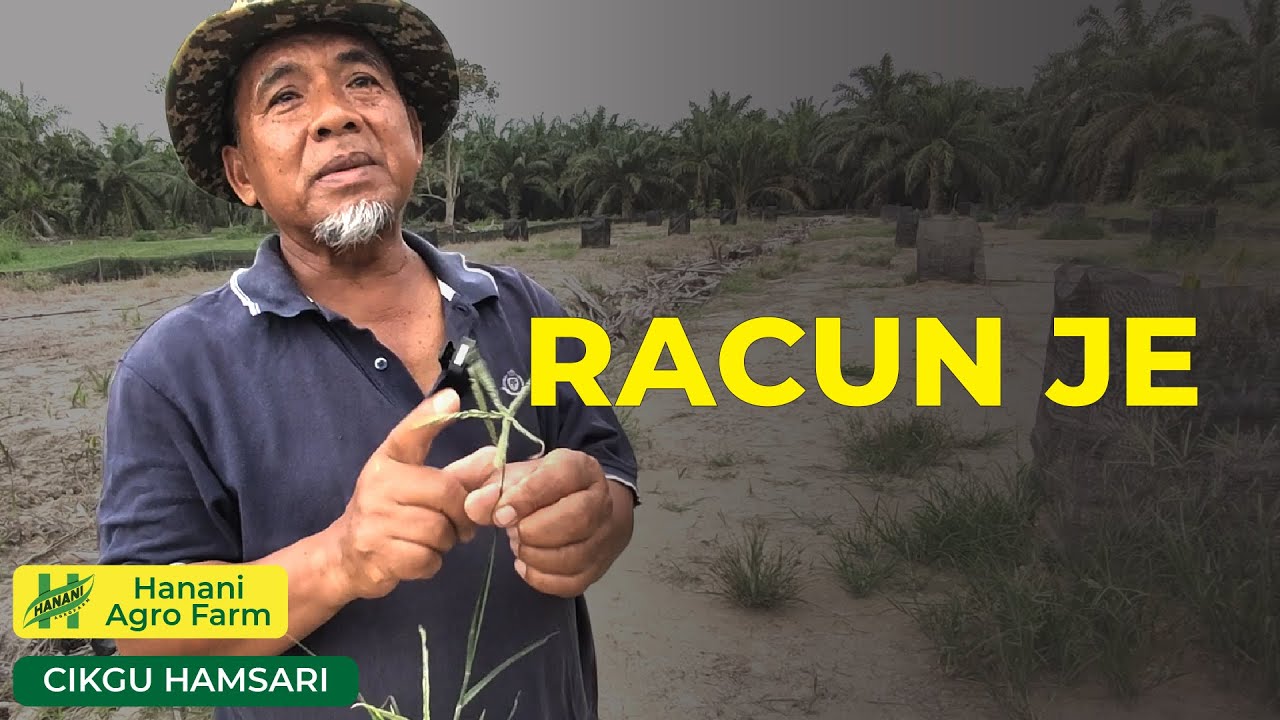 Meracun rumput | Hanani Agro Farm