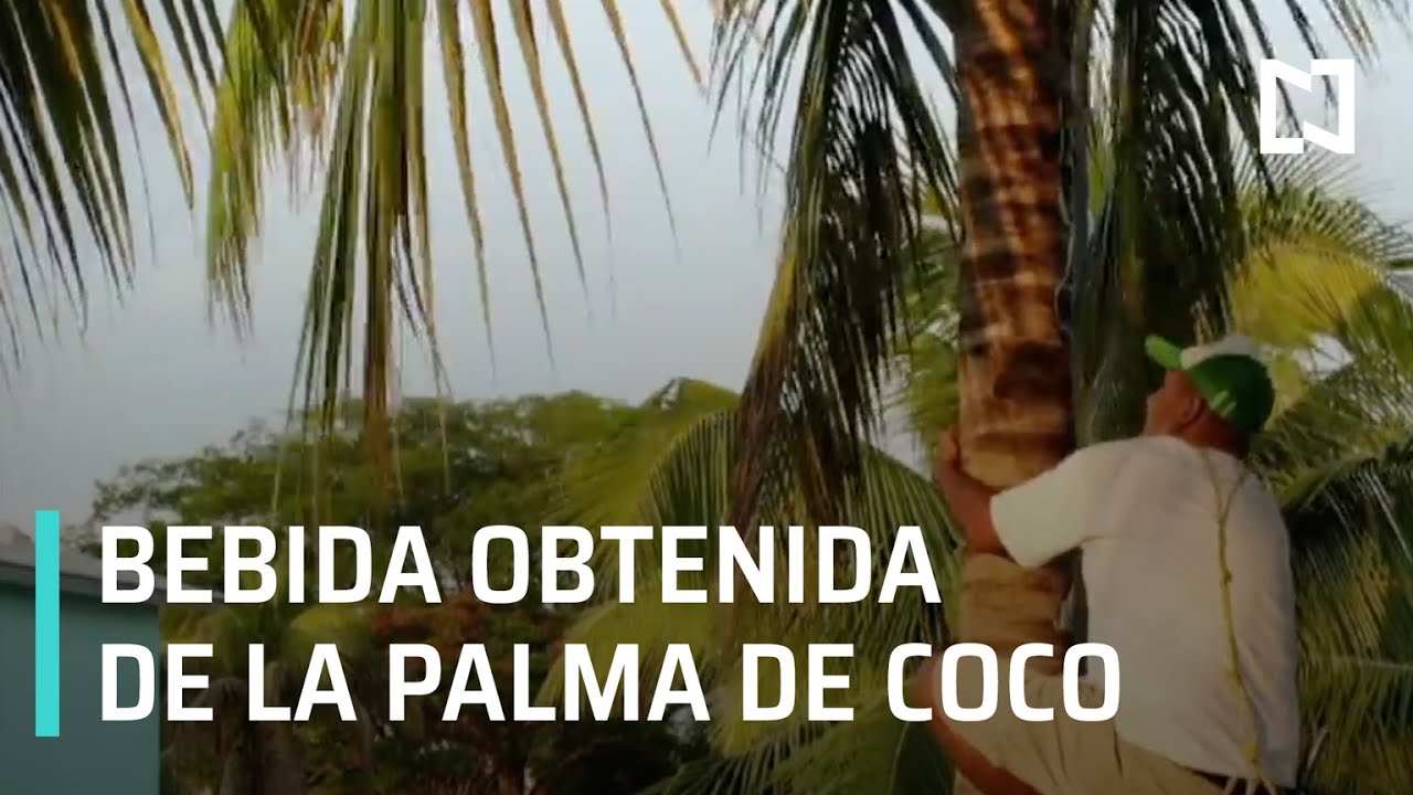 La tuba, bebida tradicional de Colima - Las Noticias