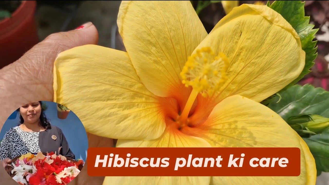 Hibiscus care | How to Care Hibiscus Plant | Get maximum flower in hibiscus| #hibiscus  #gardening