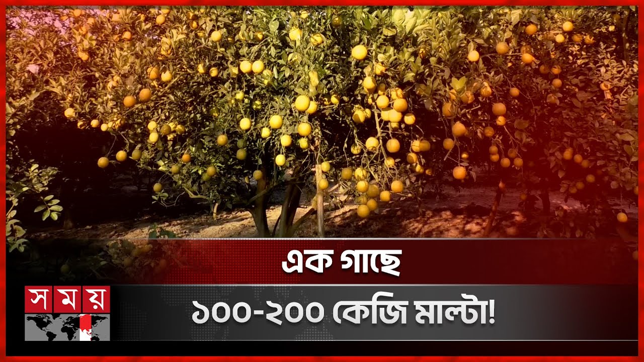 বাংলাদেশের মাটিতে হলুদ মাল্টার বাণিজ্যিক বাগান | Yellow Malta | Chuadanga | Commercial Gardening