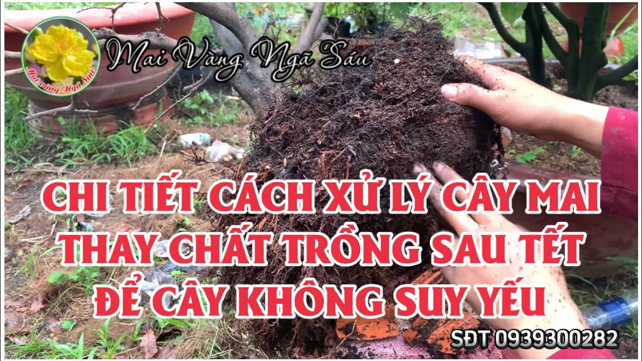 Cách xử lý thay chất trồng sau khi chơi tết chi tiết cho cây mai khoẻ mạnh