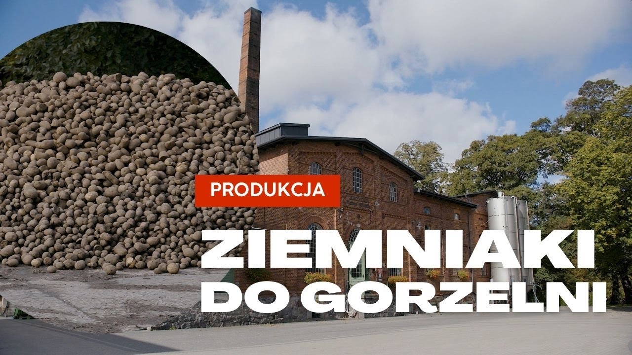 Uprawa ZIEMNIAKÓW 🍠 z przeznaczeniem na... 