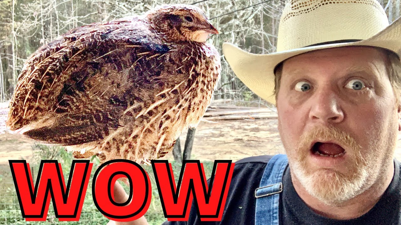 JUMBO Coturnix Quail / THEY GROW FAST - 1 wk to 4 wk