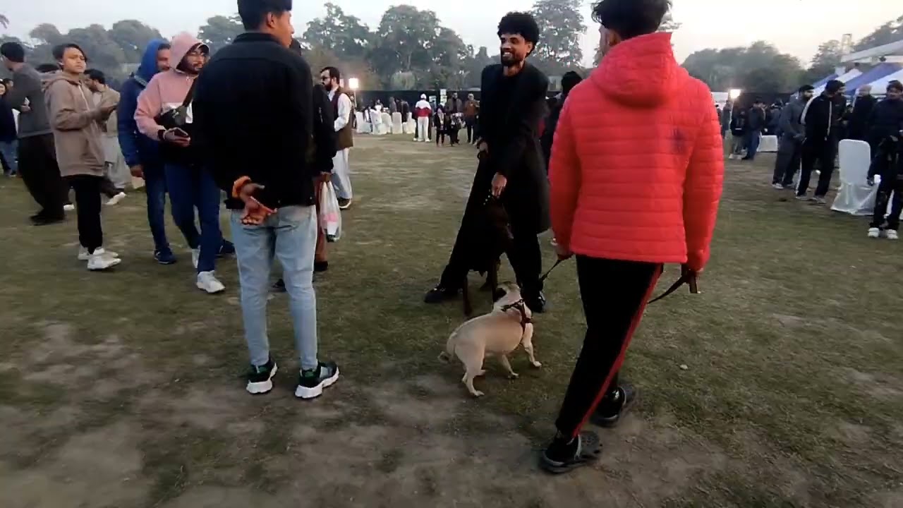 Jalani park dog show