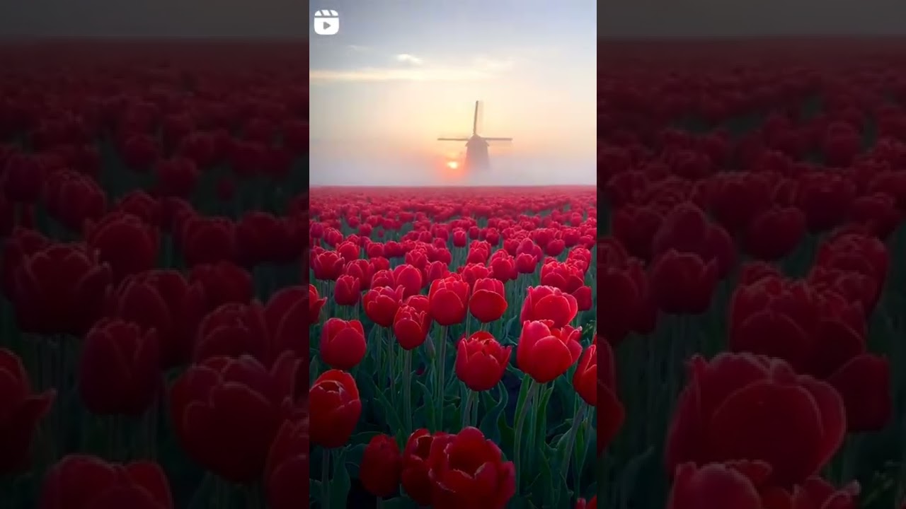 🌷Red Tulip Garden🌷 Morning View | ⛅ Sunrise | Nature shorts | SUBSCRIBE CHANNEL | #lovenature22