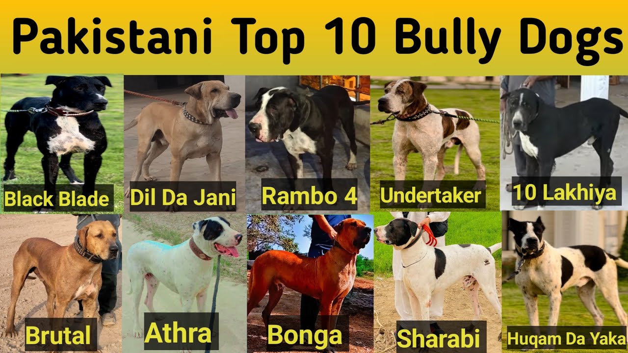 Pakistani Top 10 Most Famous And most Favorites Bully Dogs with complete information #realdogbully
