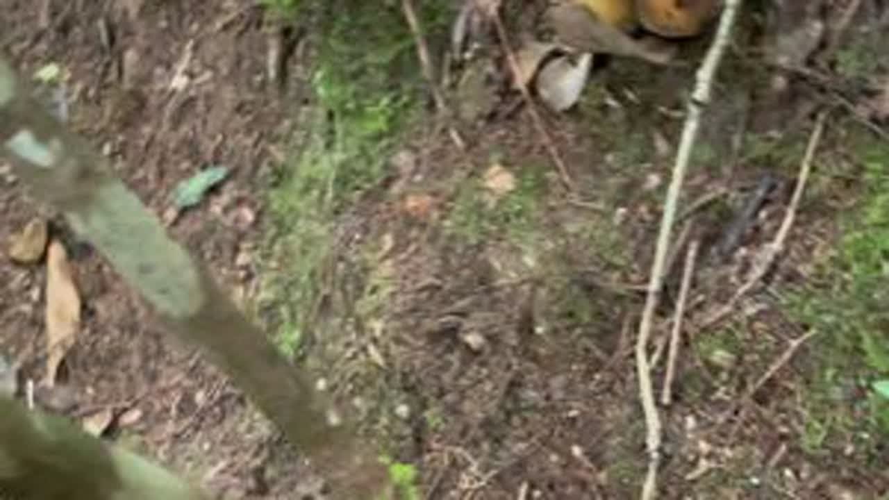 牛肝菌系列，今天运气好又见黑牛肝#野生菌 #谨慎食用野生菌 #牛肝菌