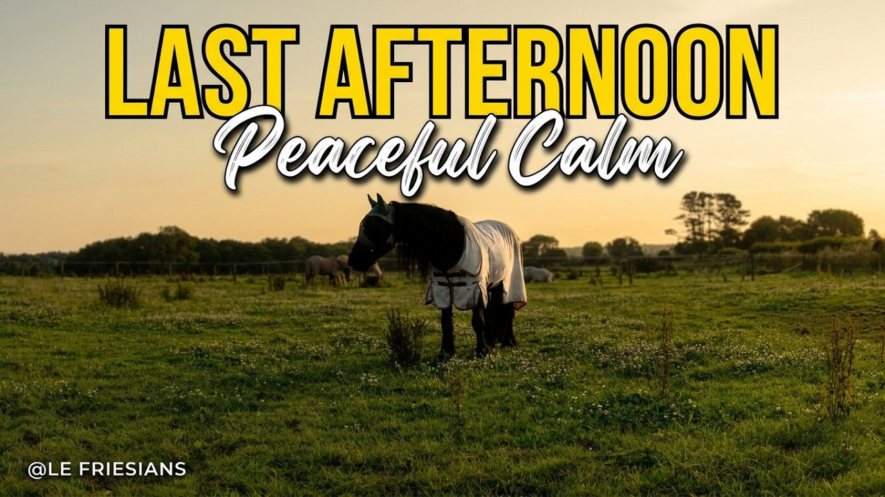 Peaceful Friesian Herd  Last Afternoon Calm in Fly Rugs