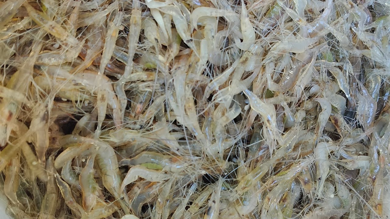 มายามมุ้งกุ้ง