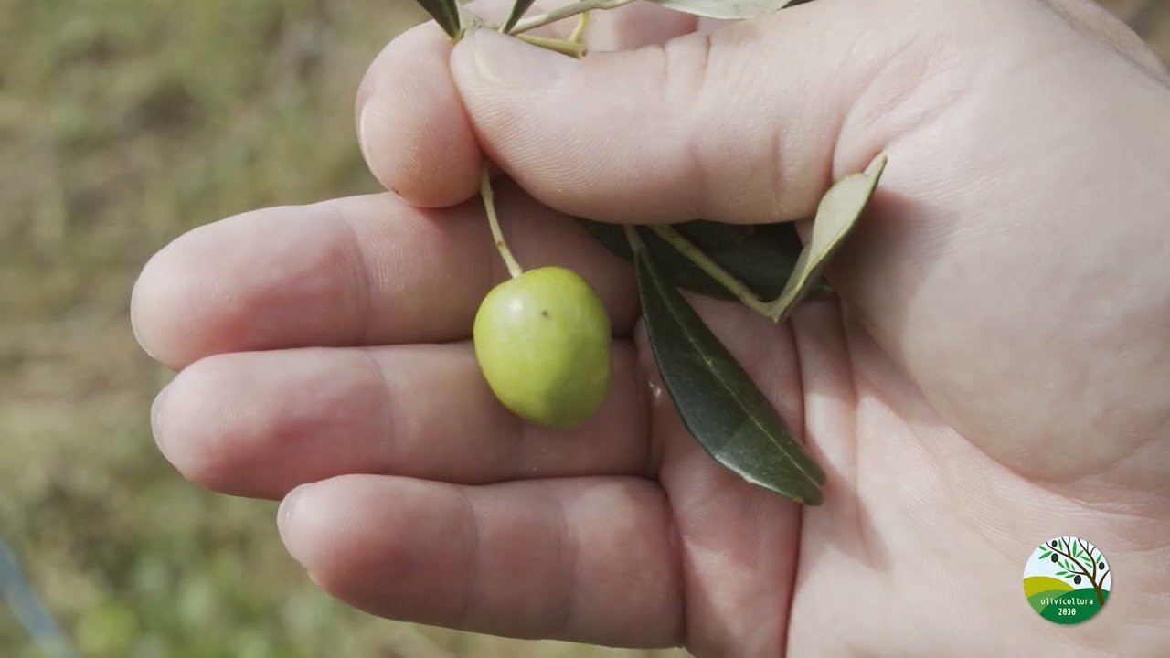 MOSCA DELL'OLIVO   OLIVICOLTURA2030