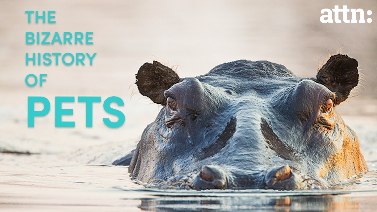 The Bizarre History of Pets