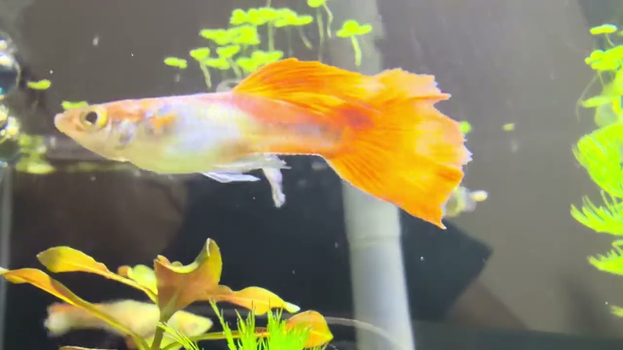 胡桃鉗與孔雀魚