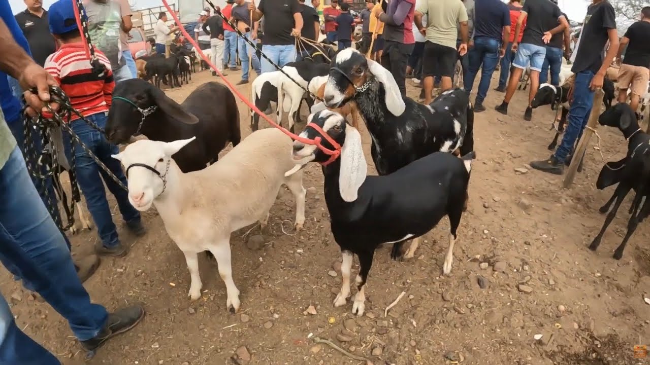Feira de Caprinos Ovinos e Suínos de Tabira Pernambuco 21/01/2026 #nordeste