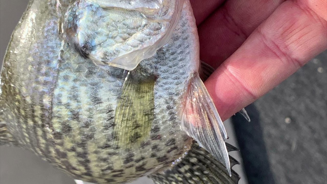 Competing species- more in depth discussion about how crappie effect the pond ecosystem