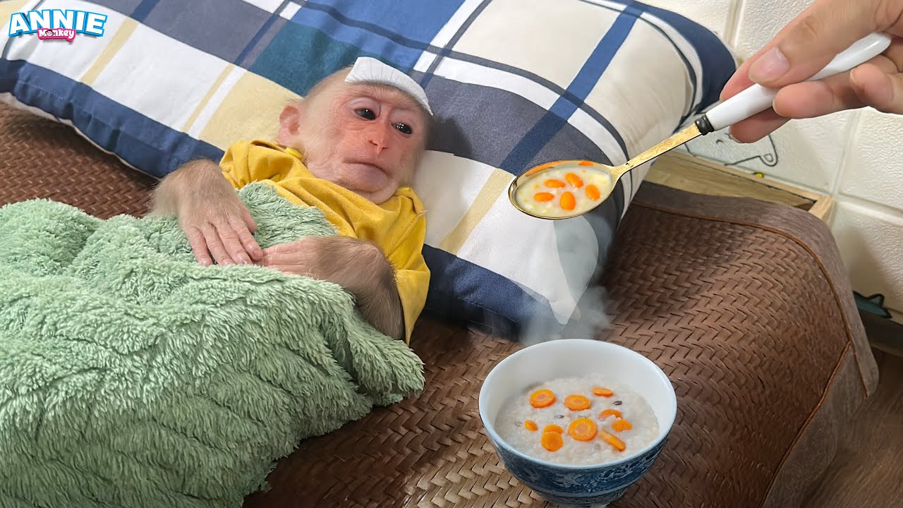 OMG! Dad takes care of monkey Annie when he has a high fever