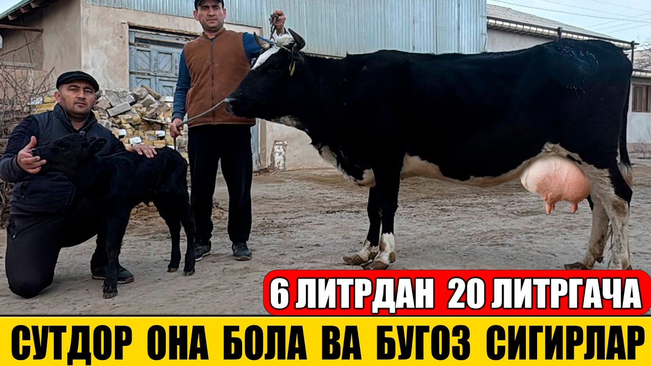СУТДОР ОНА БОЛА ВА БУГОЗ СИГИРЛАР 24-02-2026