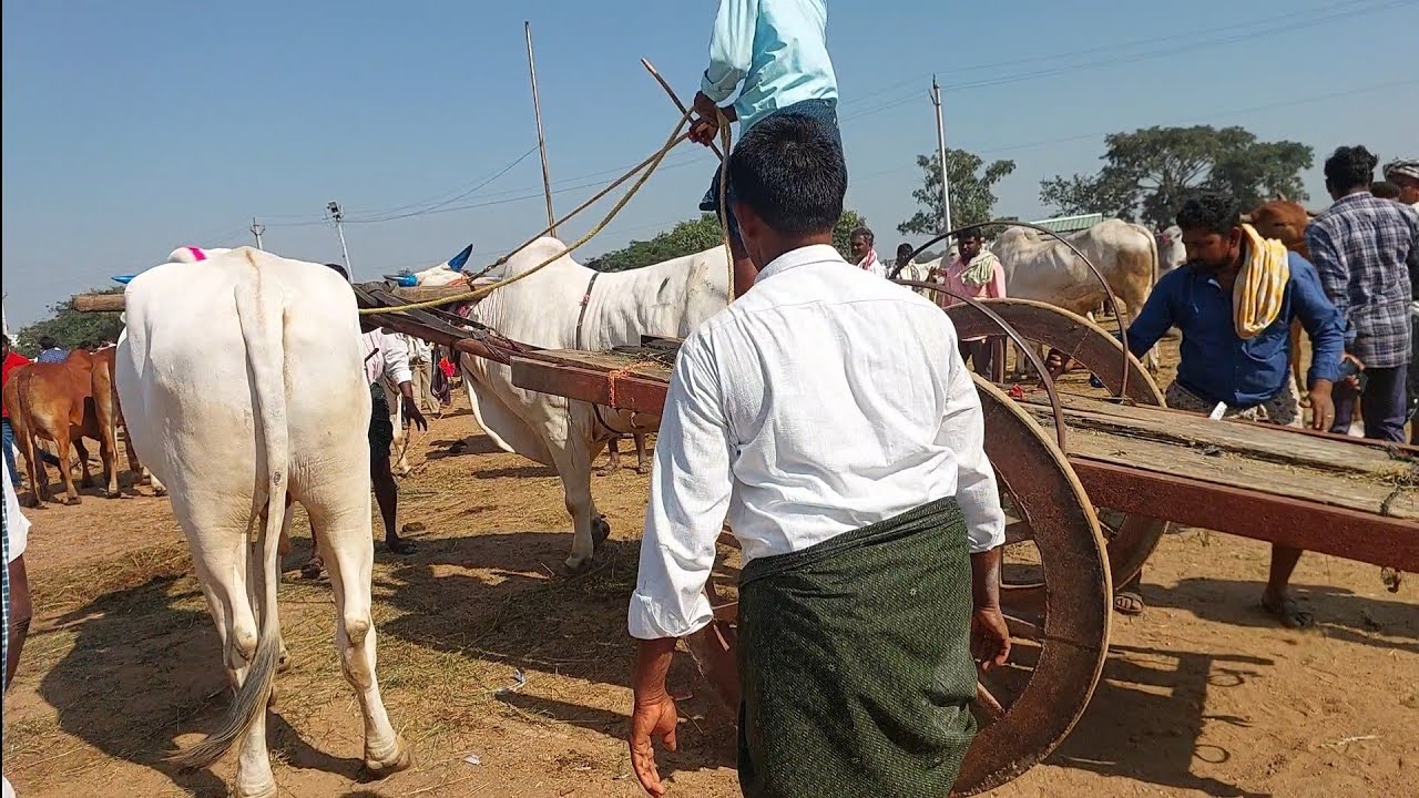 పెబ్బేరు సంతలో ఎద్దుల బండి కట్టి ట్రైలర్ చూసుకుంటున్న నెల్లూరు జిల్లా రైతులు | Bullock cart ride 