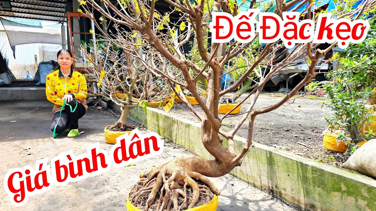 Thanh Tâm 📲 0868433941 mai giảo Thủ Đức giá rẻ 18/3 Chợ Gạo (MaivàngQuêdừa)