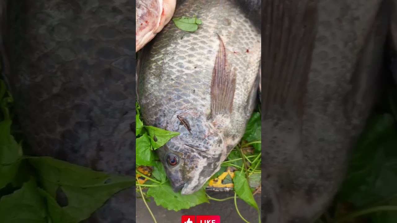 #onemillionviews#oneminutebooster#cutfish#river#trending #fypシ