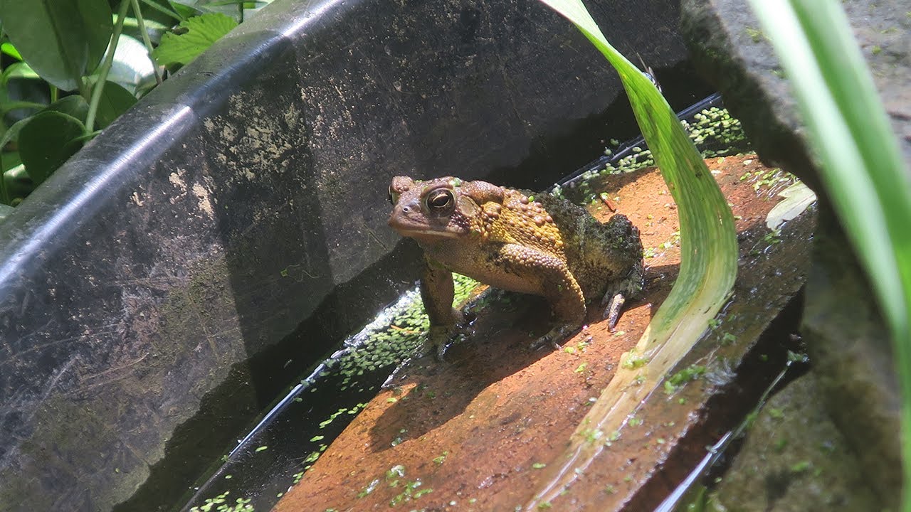 Toad Fight