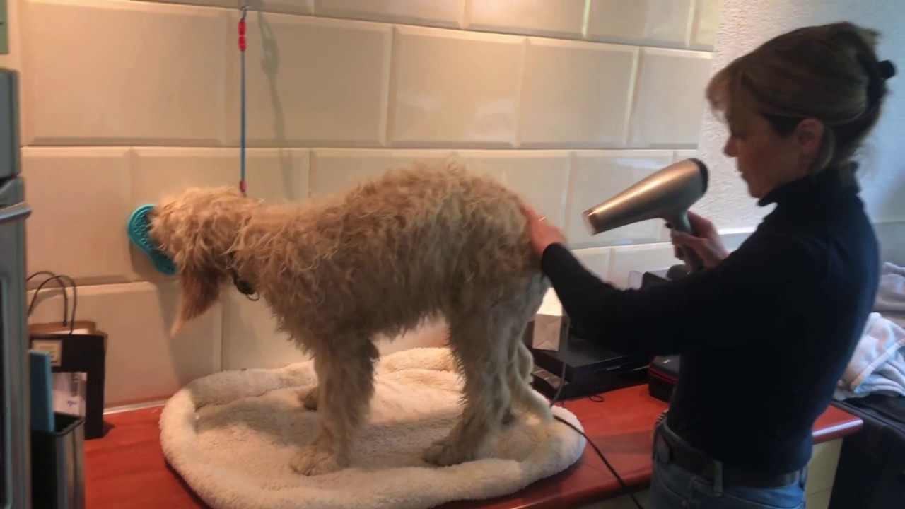 Sterre een geleide hond in opleiding 15 weken