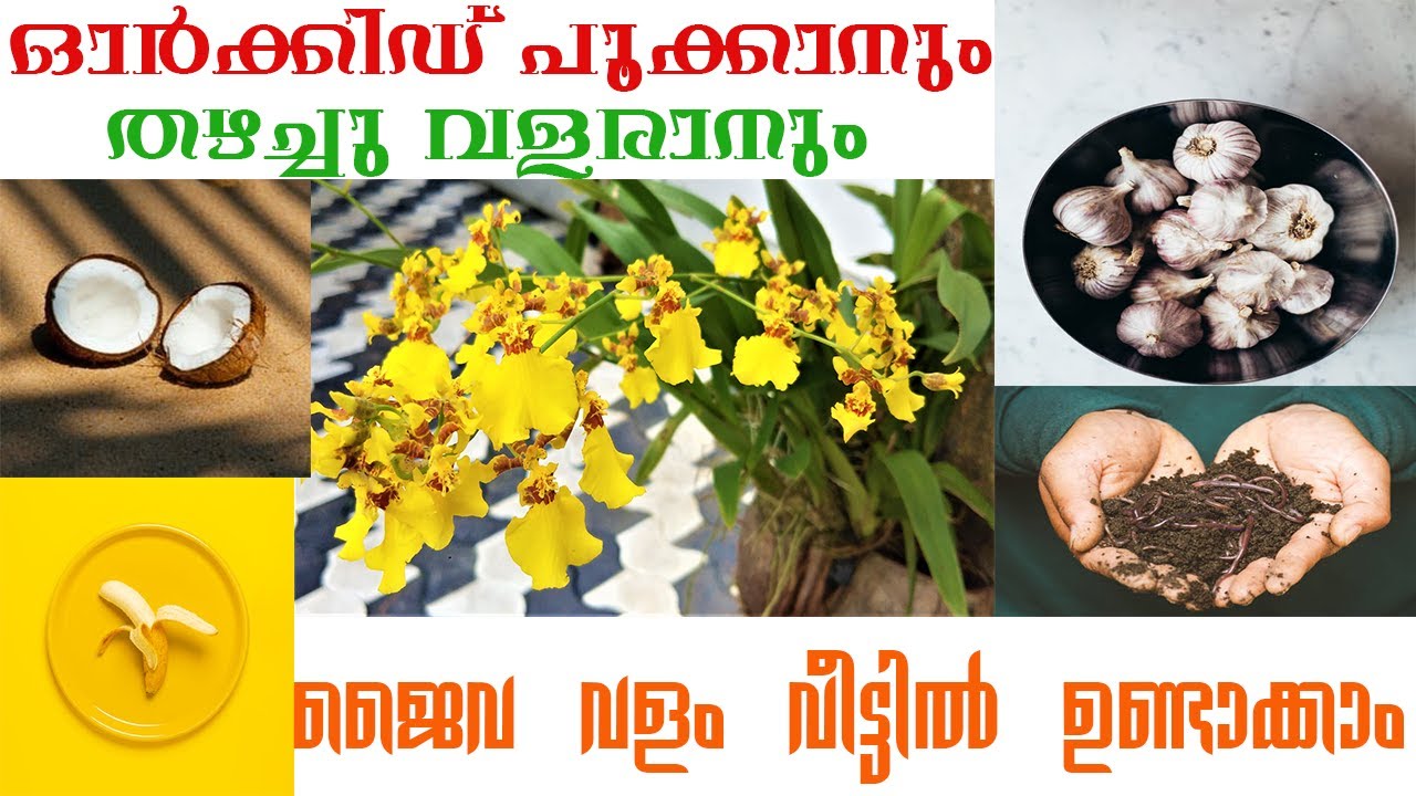 Best natural fertilizer for Orchids (ജൈവവളം / അടുക്കളവളം)