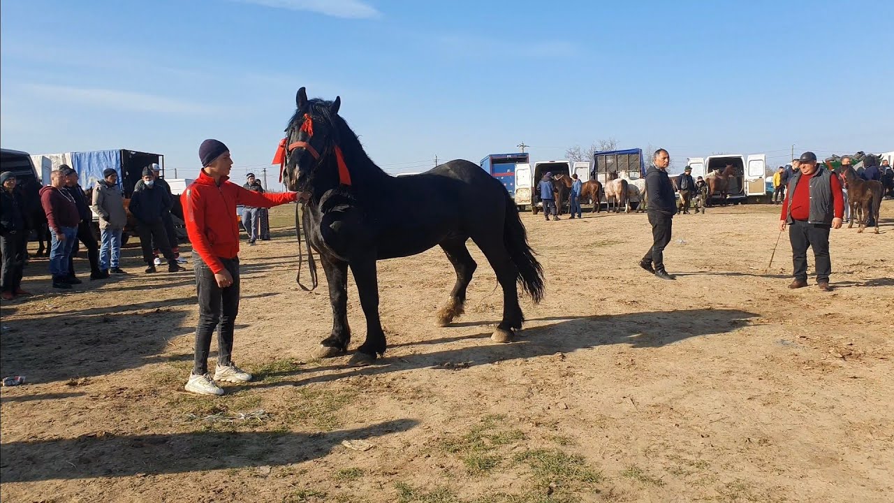 ‼️AM FOST LA TÂRGUL SĂPTĂMÂNAL DE LA BĂICOI PRAHOVA‼️ANIMALE ❎ CEREALE ❎ VECHITURI✅