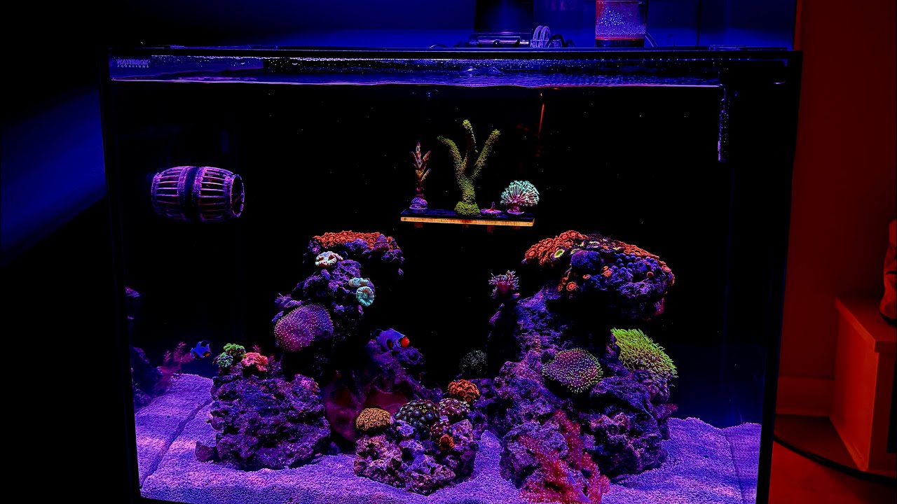 Мой новый Waterbox 35.2 Nano Reef — Эпизод 1