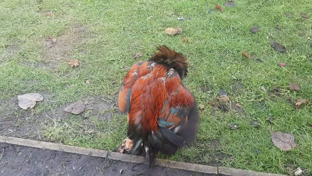 Aseel mating - Breeding Male and female