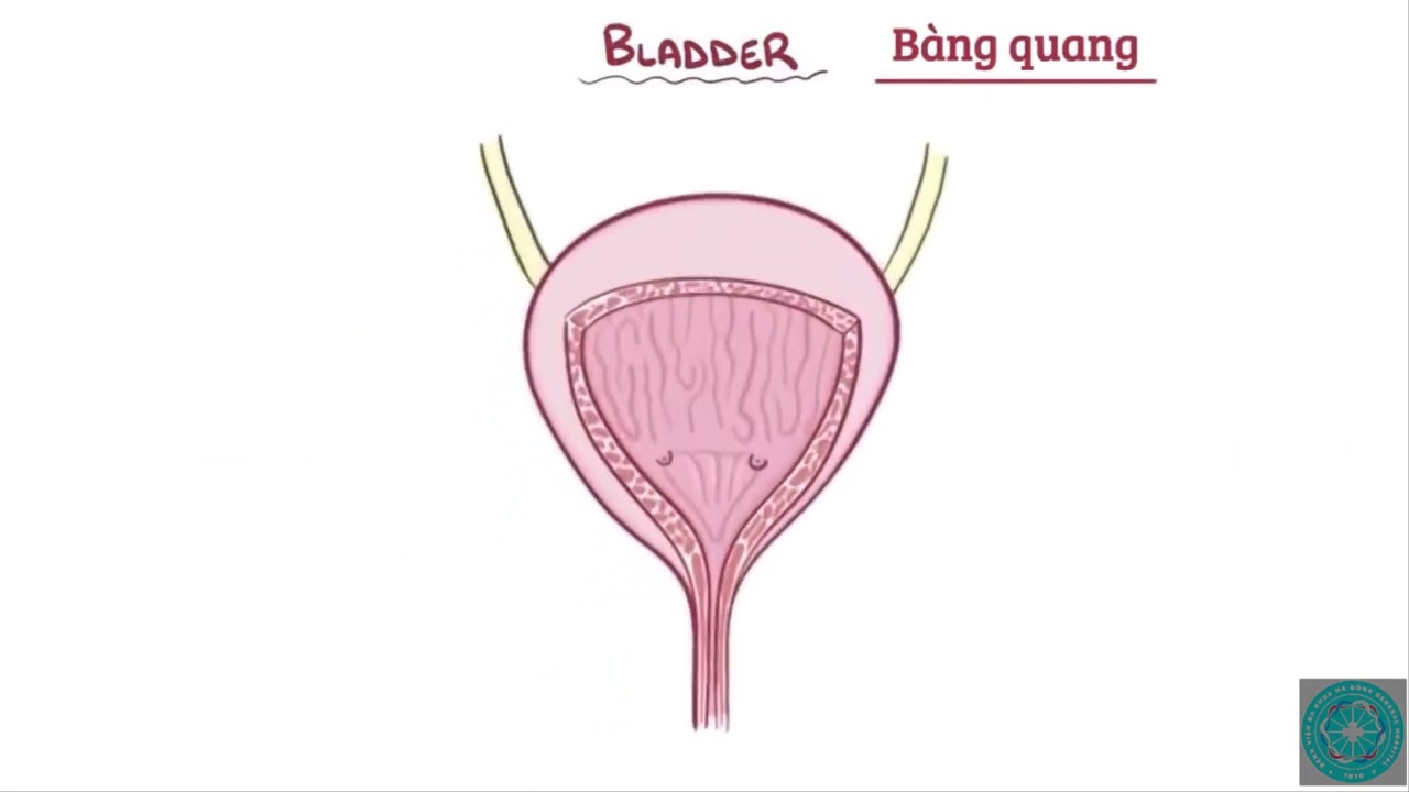 Giải phẫu sinh lý hệ tiết niệu