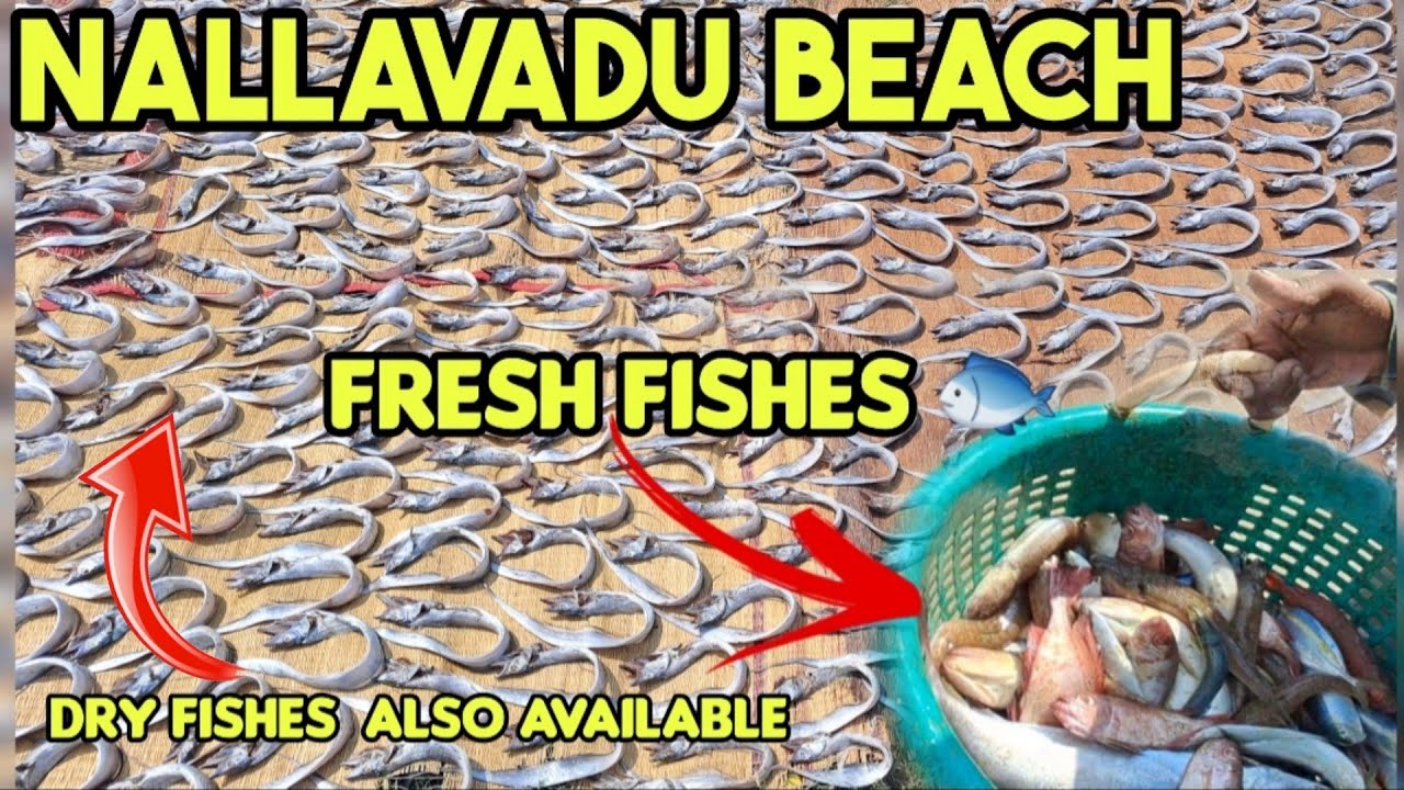 Fresh Fishes and Dry 🐟 Available in Nallavadu beach #Pondicherry #thavalakuppam #beach #dryfish