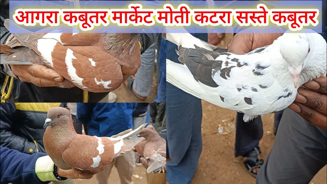 Agra kabootar market moti katra | Agra pigeons