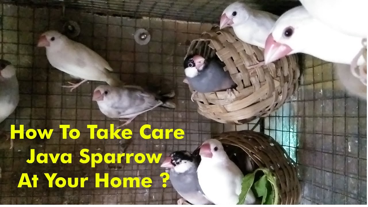 Java Sparrow Information . | How To Take Care Java Sparrow At Your Home ? | Java Rice Sparrow.