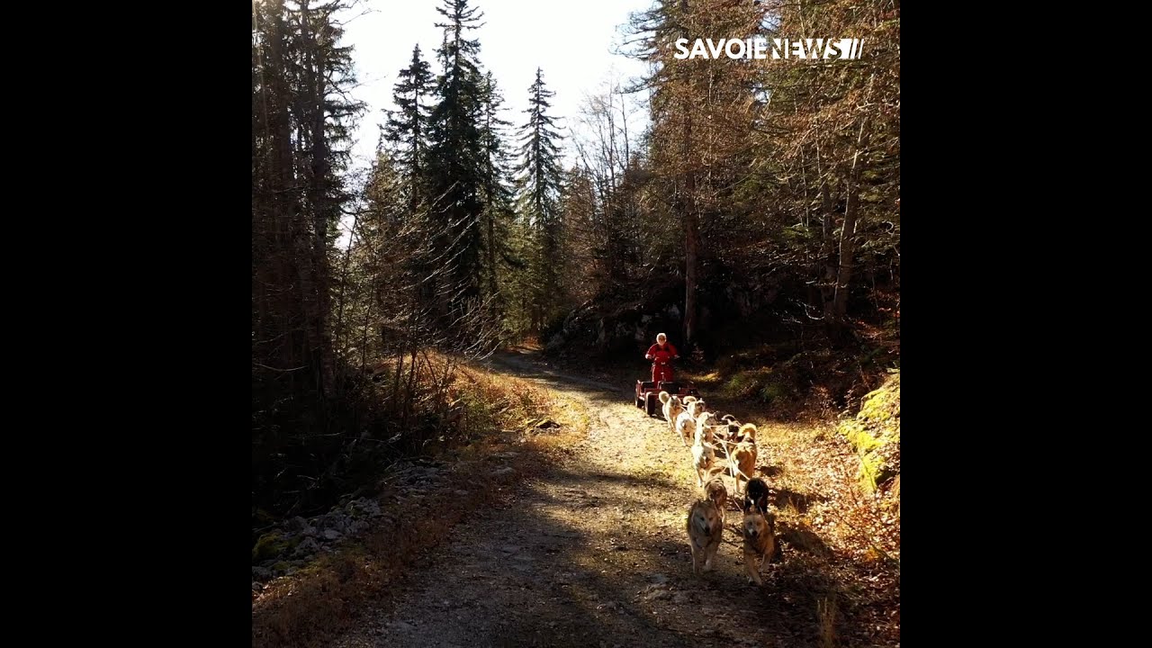 Aillon-le-Jeune : D&eacute;couverte de la Ferme des Chiens de tra&icirc;neaux