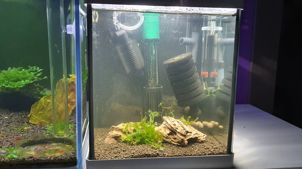 Nano acuario  10 litros el montaje para un gambario
