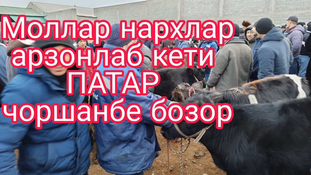 Гов мегрифтагихо гритон гово арзон шуда браф срочно бенитон Патар