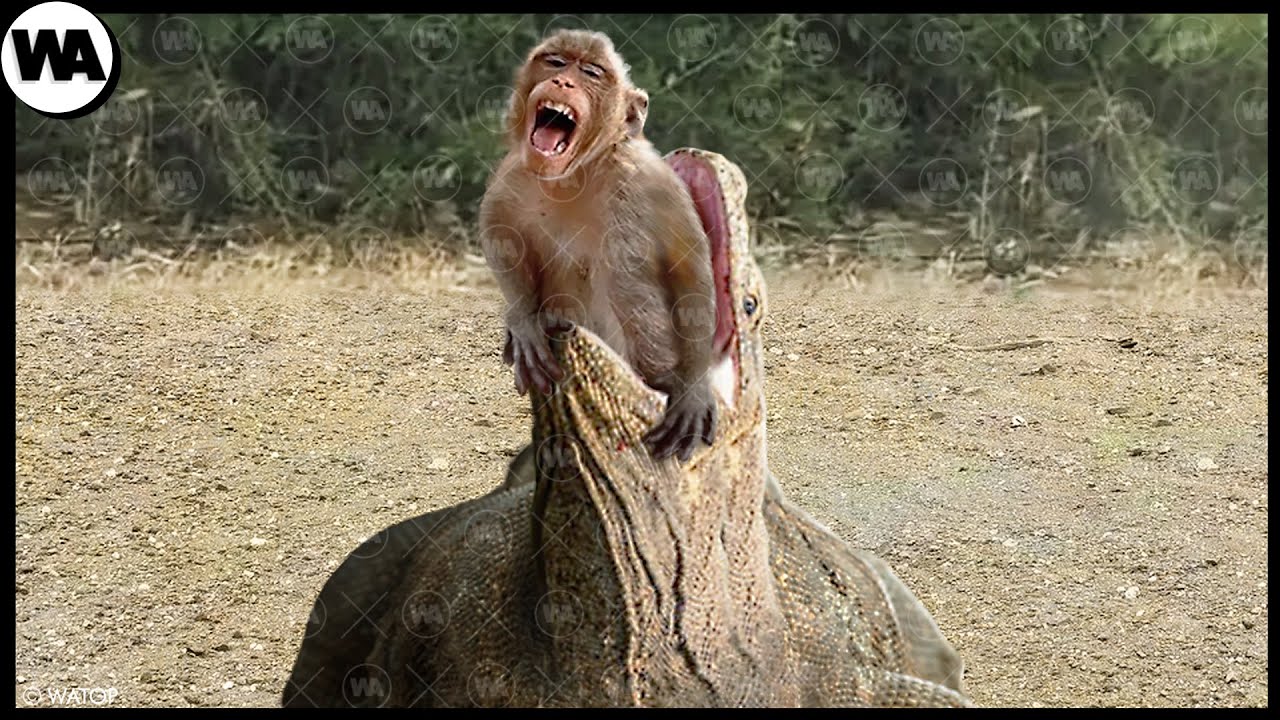 This Is Why They Are Called Monkey Killers