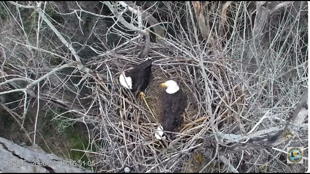 EGG WATCH DAY 5!! Guardian leaves the nest to perch nearby for the night❤️❤️.
