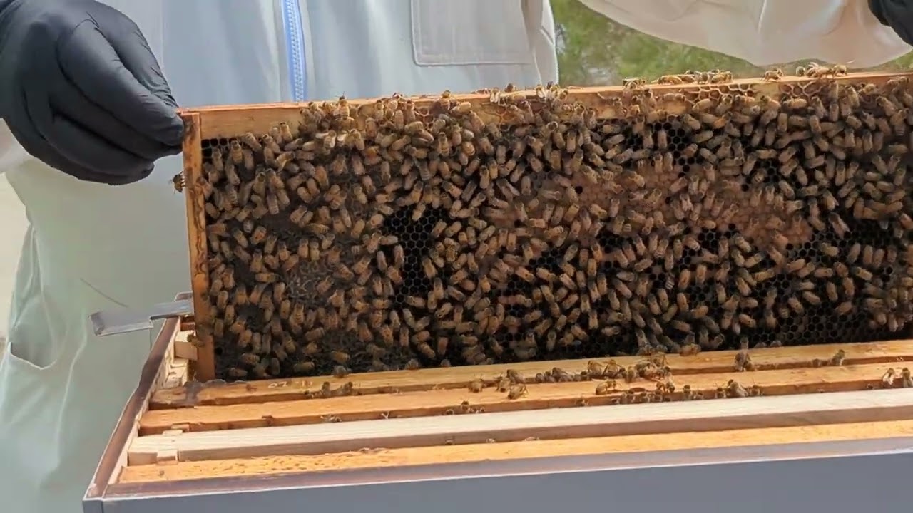 Hive Inspection No.2 - 12 Oct 2023