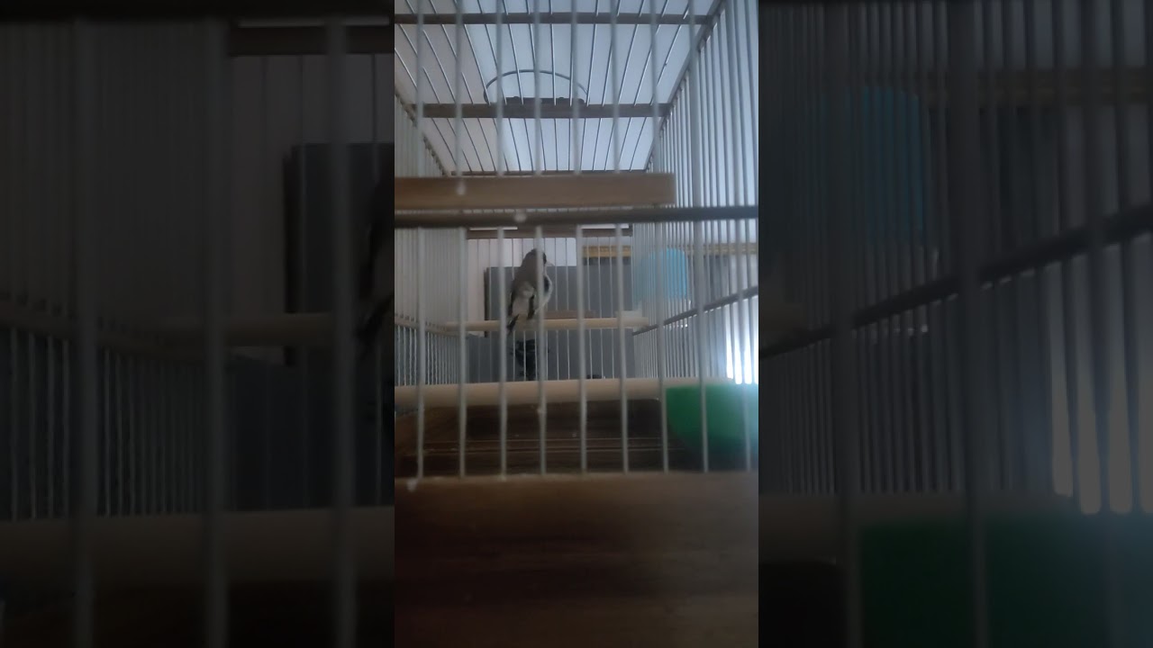 пение седоголового щегла (2 недельный)