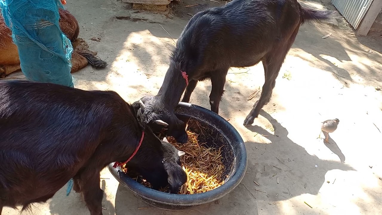 🐐🐐 Two Goats Enjoying Their Meal Beautifully