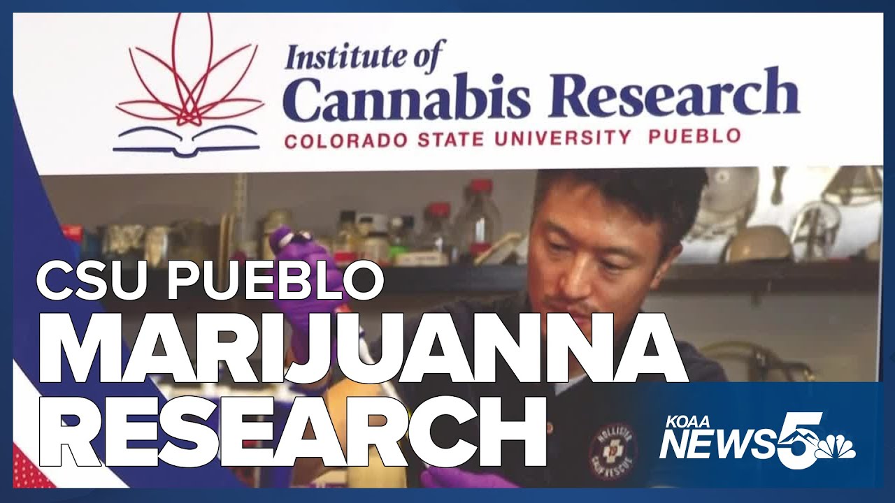 Groundbreaking research on the effects of marijuana use continue at CSU Pueblo