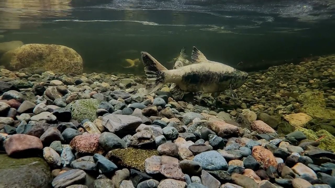 Charters Creek: Underwater Salmon - November 4, 2025