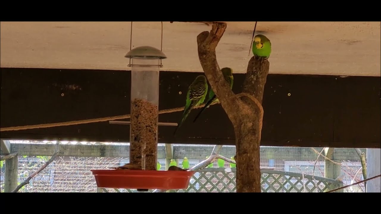 A Day Out At Birdworld With Budgies, Cockatoos, Zebra Finches, Penguins And More
