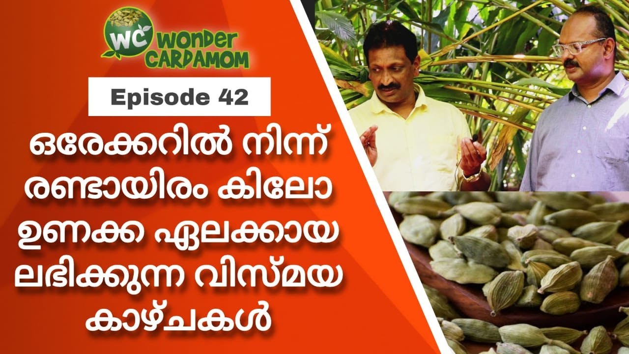 Specialities of Thiruthaly Cardamom plant/ earn 2000 kilogram dry cardamom from one acre of land