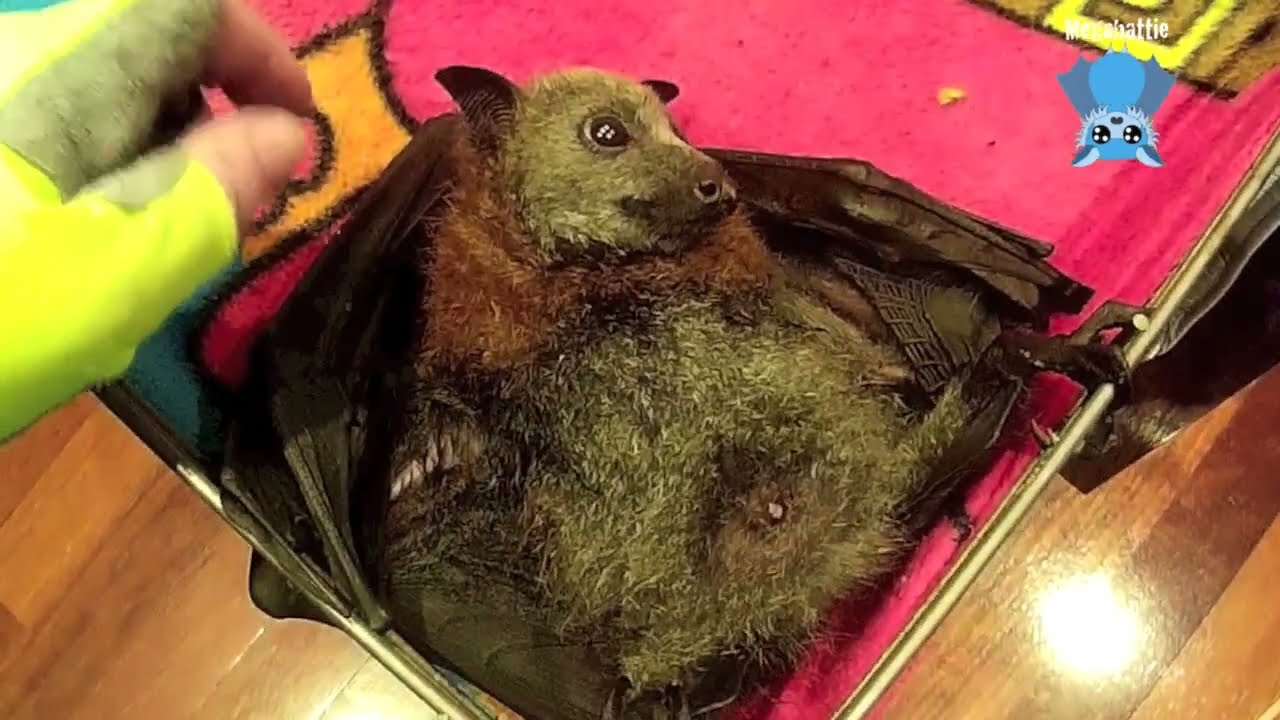 Juvenile flying-fox in care:  this is Perchance