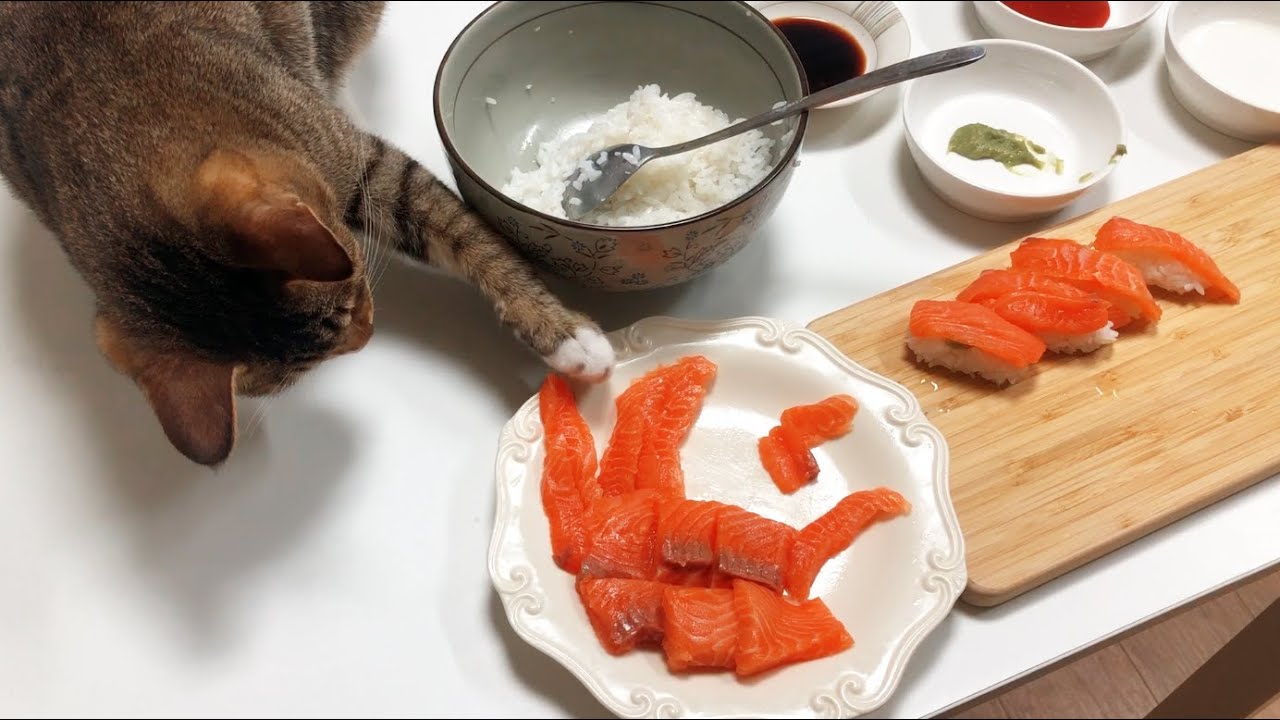 고양이들과 1주일 동안 연어를 먹어 보았습니다